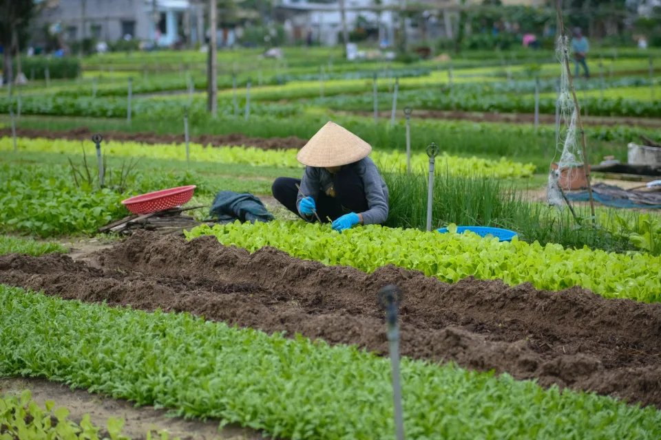 Nông sản đang có tại cửa hàng